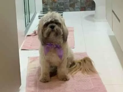 Cachorro ra a Lhasa Apso idade 4 anos nome Lina