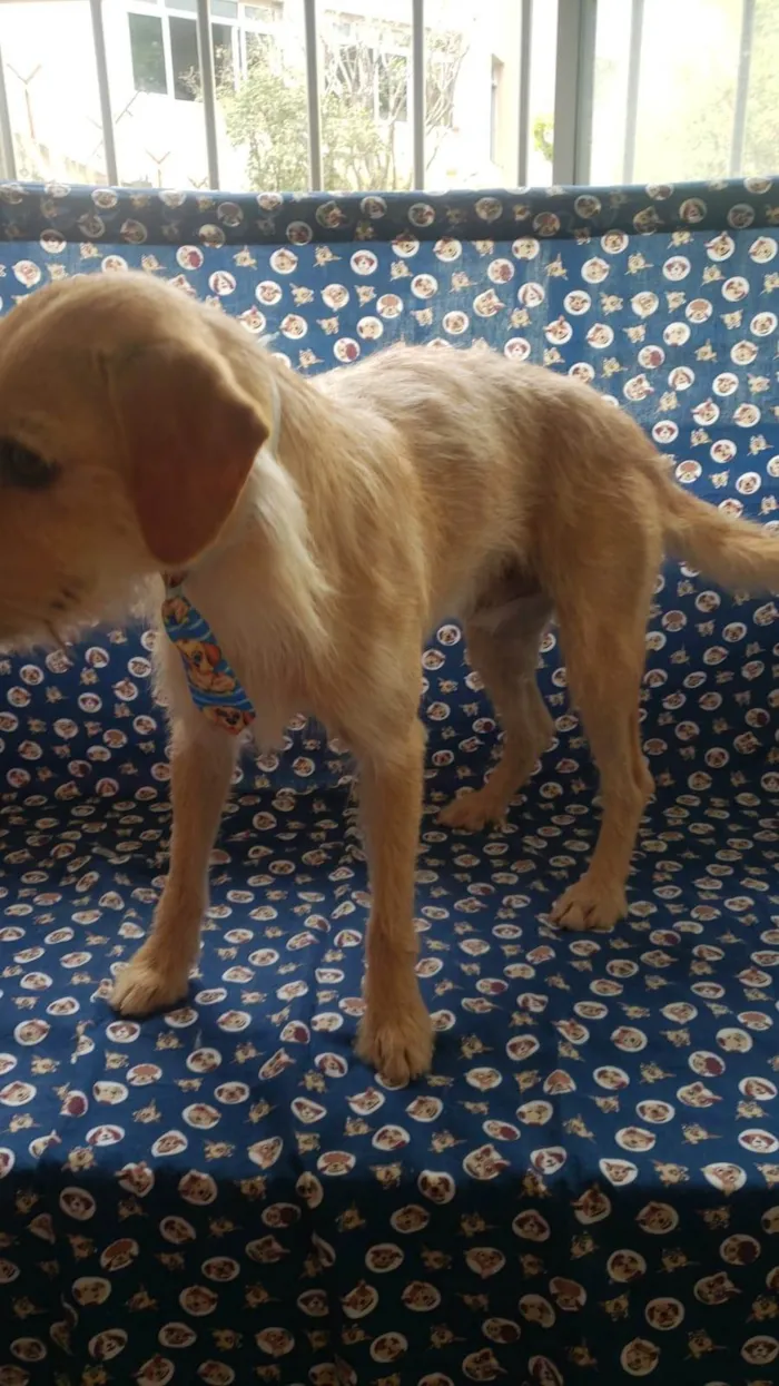 Cachorro ra a SRD-ViraLata idade 2 anos nome Caramelo