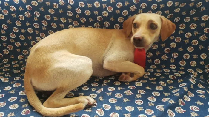 Cachorro ra a SRD-ViraLata idade 2 anos nome Champanhe 