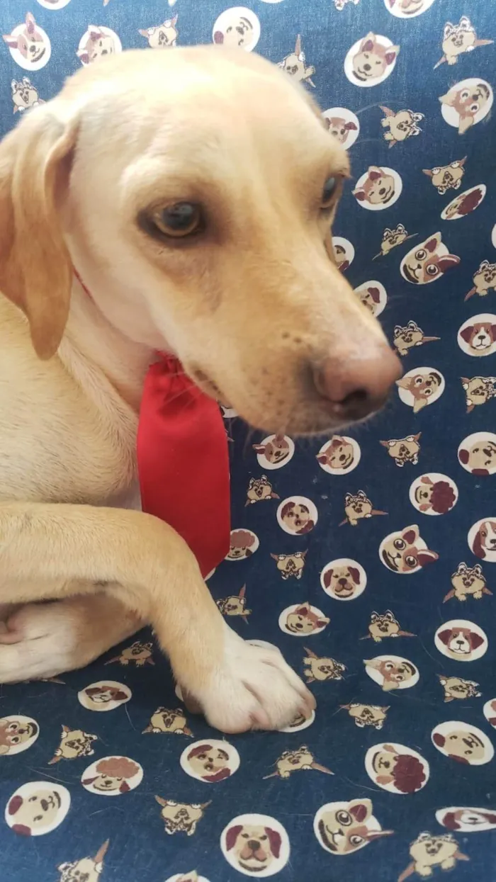 Cachorro ra a SRD-ViraLata idade 2 anos nome Champanhe 