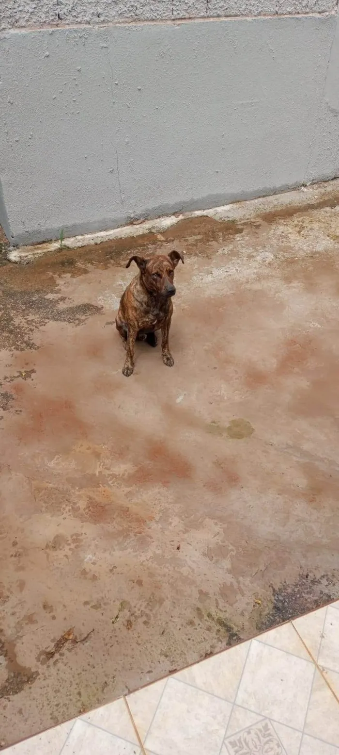 Cachorro ra a SRD-ViraLata idade 5 anos nome Logan