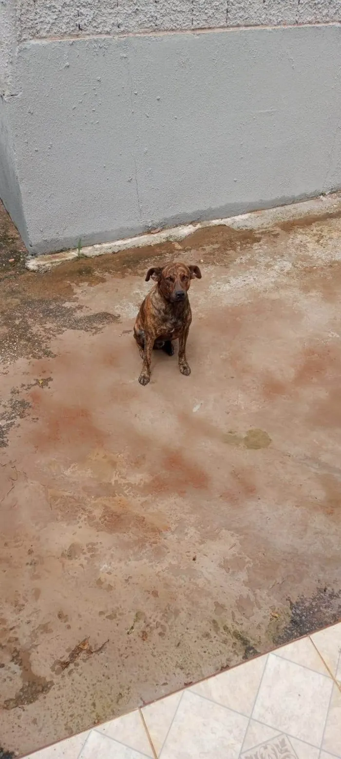 Cachorro ra a SRD-ViraLata idade 5 anos nome Logan