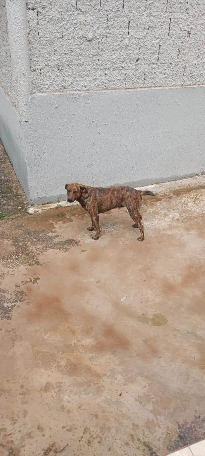 Cachorro ra a SRD-ViraLata idade 5 anos nome Logan