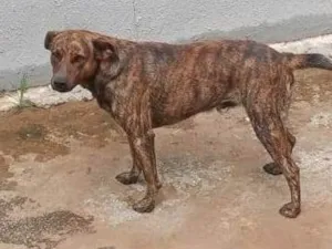 Cachorro raça SRD-ViraLata idade 5 anos nome Logan