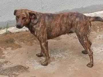 Cachorro ra a SRD-ViraLata idade 5 anos nome Logan