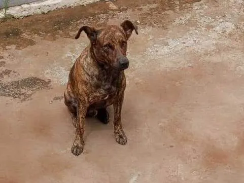 Cachorro ra a SRD-ViraLata idade 5 anos nome Logan