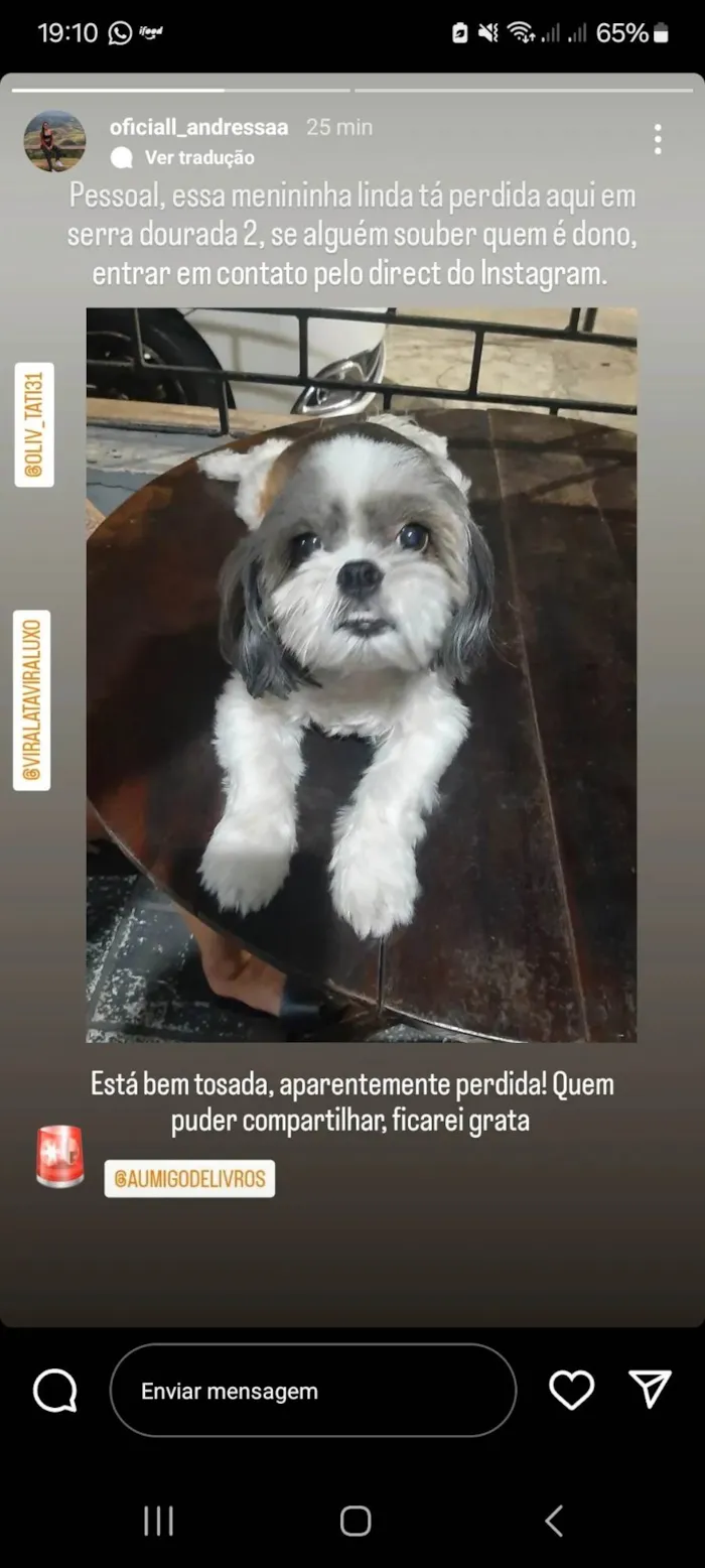 Cachorro ra a Shitzu idade 2 anos nome Não sabemos 