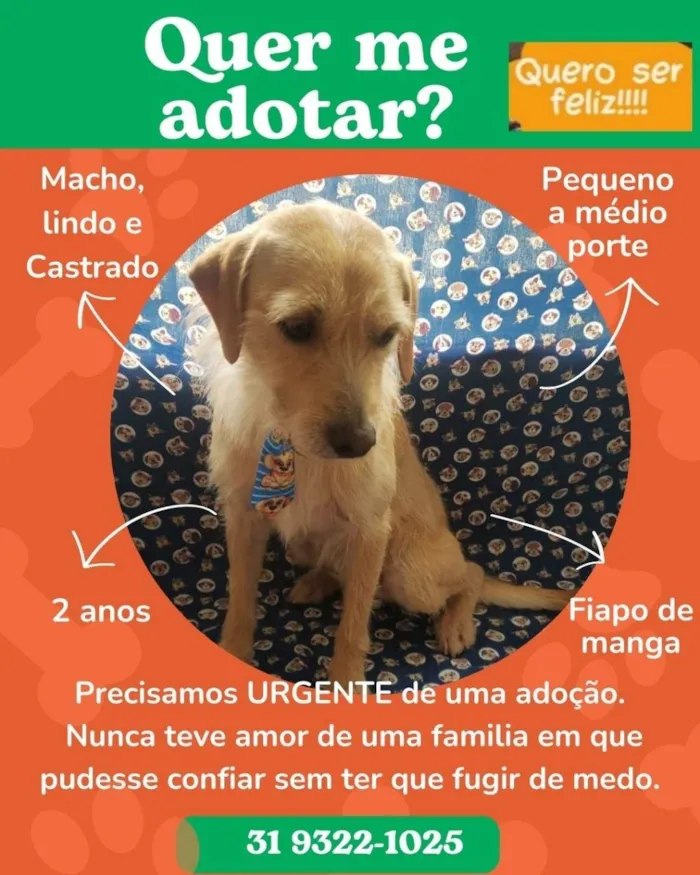 Cachorro ra a SRD-ViraLata idade 2 anos nome Caramelo