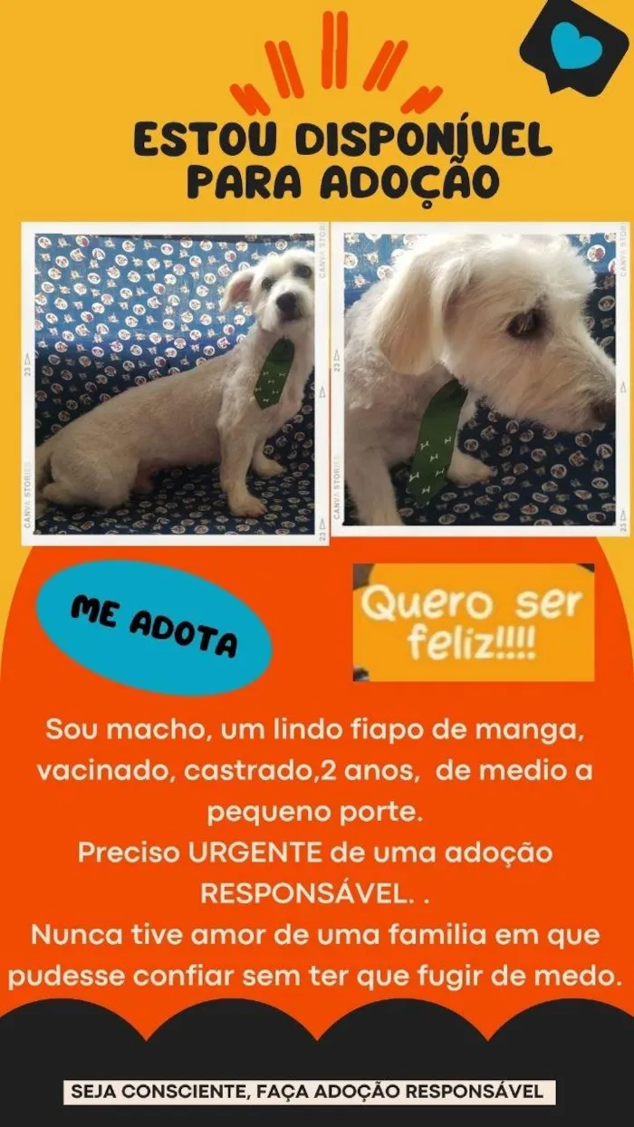 Cachorro ra a SRD-ViraLata idade 2 anos nome Shark