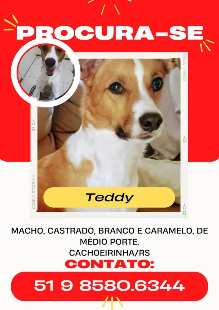 Cachorro ra a SRD-ViraLata idade 6 ou mais anos nome Teddy