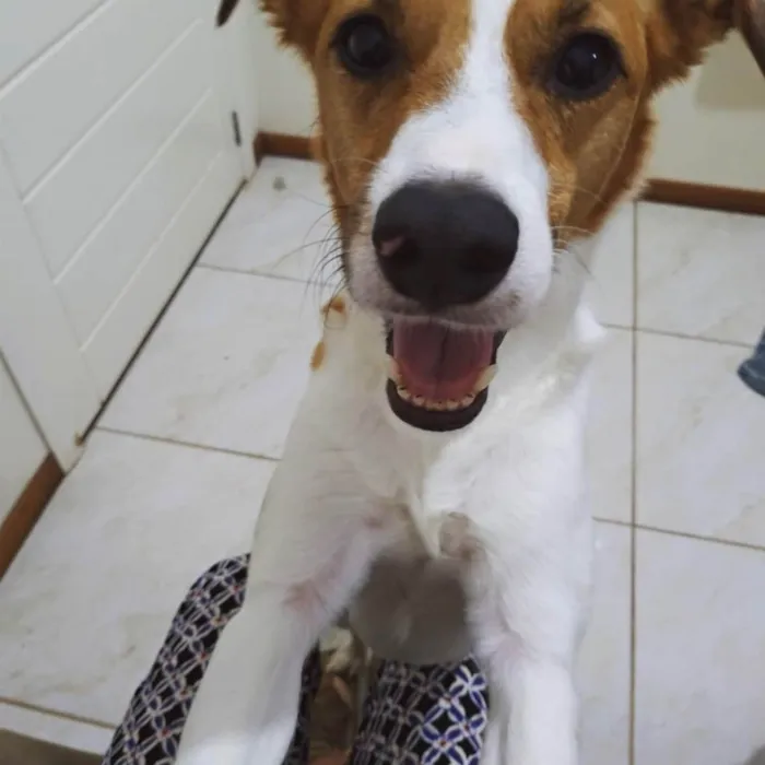 Cachorro ra a SRD-ViraLata idade 6 ou mais anos nome Teddy