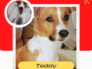 Cachorro raça SRD-ViraLata idade 6 ou mais anos nome Teddy