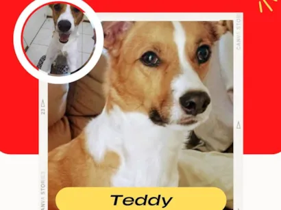 Cachorro raça SRD-ViraLata idade 6 ou mais anos nome Teddy