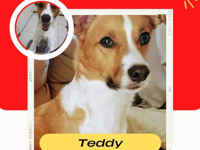 Cachorro ra a SRD-ViraLata idade 6 ou mais anos nome Teddy