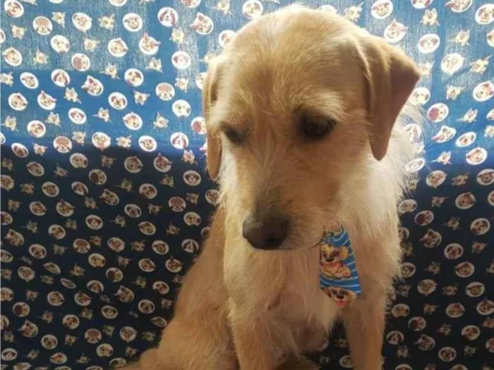 Cachorro ra a SRD-ViraLata idade 2 anos nome Caramelo