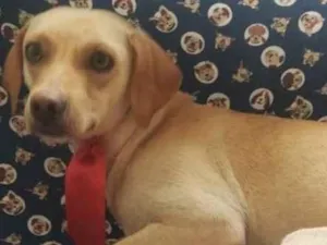 Cachorro raça SRD-ViraLata idade 2 anos nome Champanhe 