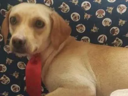 Cachorro ra a SRD-ViraLata idade 2 anos nome Champanhe 