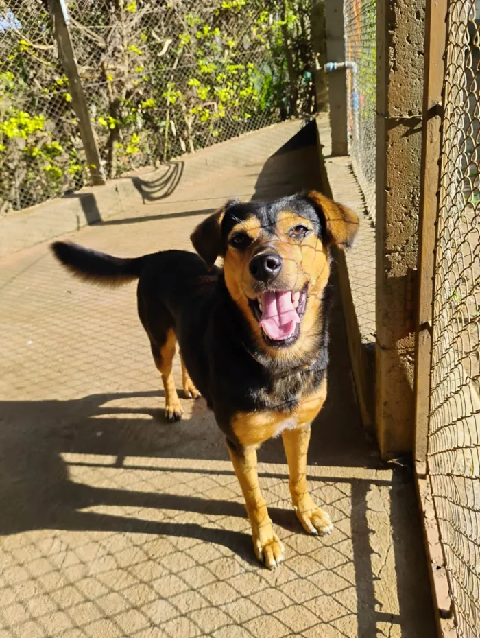 Cachorro ra a SRD-ViraLata idade 2 anos nome Brisa 