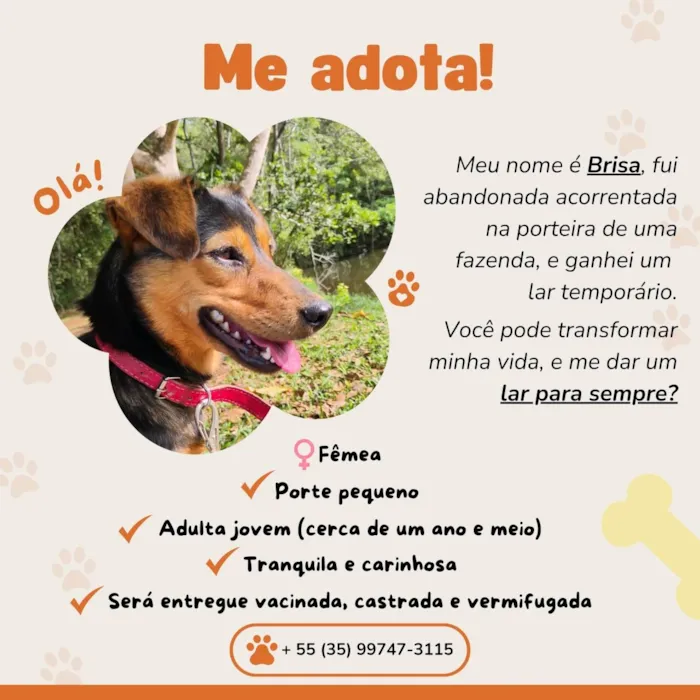 Cachorro ra a SRD-ViraLata idade 2 anos nome Brisa 