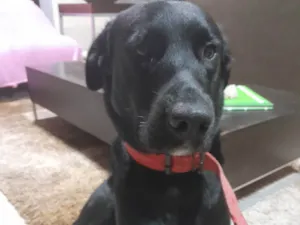 Cachorro raça Labrador idade 1 ano nome João