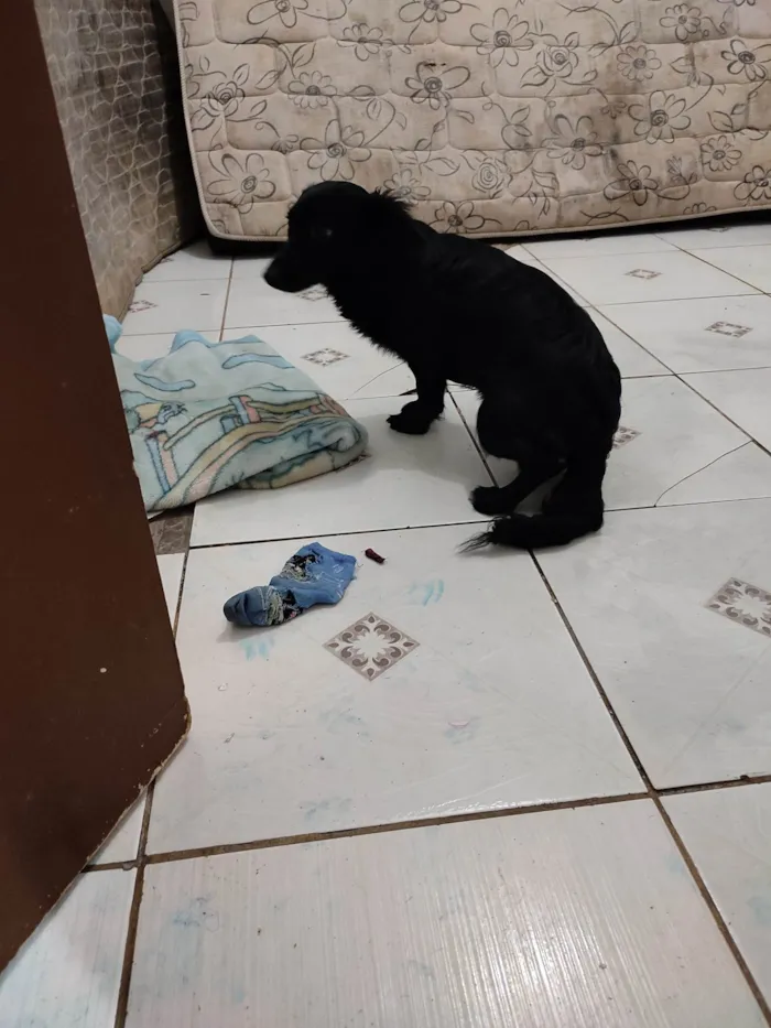 Cachorro ra a SRD-ViraLata idade 7 a 11 meses nome Bob