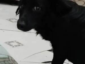 Cachorro raça SRD-ViraLata idade 7 a 11 meses nome Bob