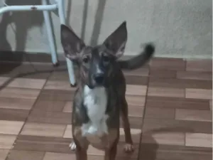 Cachorro raça SRD-ViraLata idade 2 a 6 meses nome Sasha