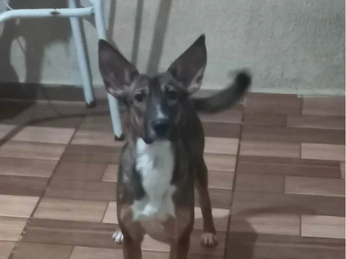 Cachorro ra a SRD-ViraLata idade 2 a 6 meses nome Sasha