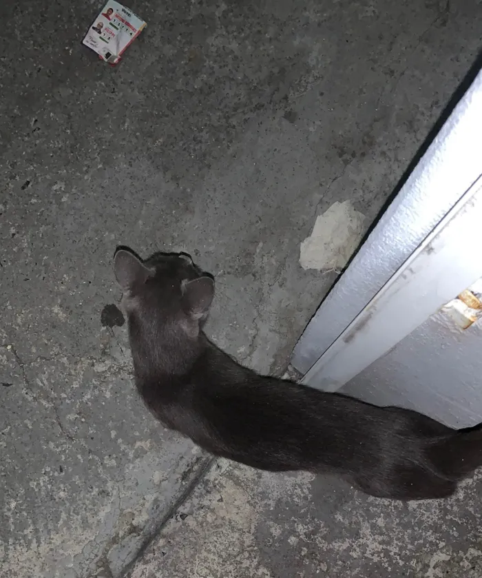 Gato ra a SRD-ViraLata idade 1 ano nome Nao sei