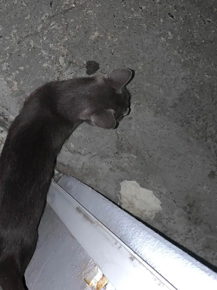 Gato ra a SRD-ViraLata idade 1 ano nome Nao sei