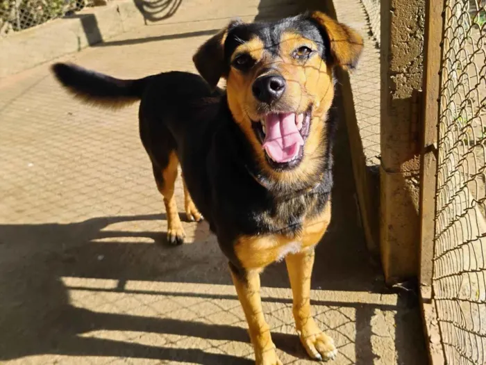 Cachorro ra a SRD-ViraLata idade 2 anos nome Brisa 