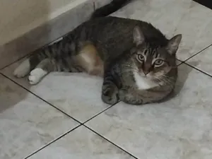 Gato raça SRD-ViraLata idade 6 ou mais anos nome Mel