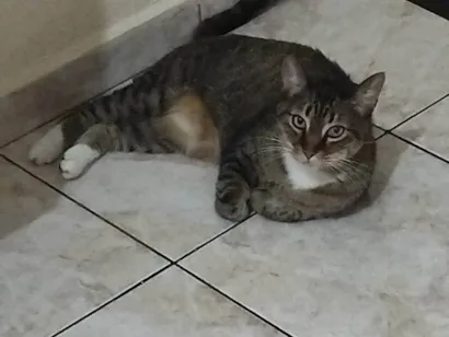 Gato raça SRD-ViraLata idade 6 ou mais anos nome Mel