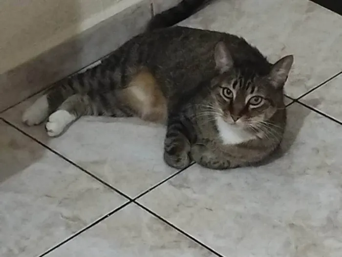 Gato ra a SRD-ViraLata idade 6 ou mais anos nome Mel