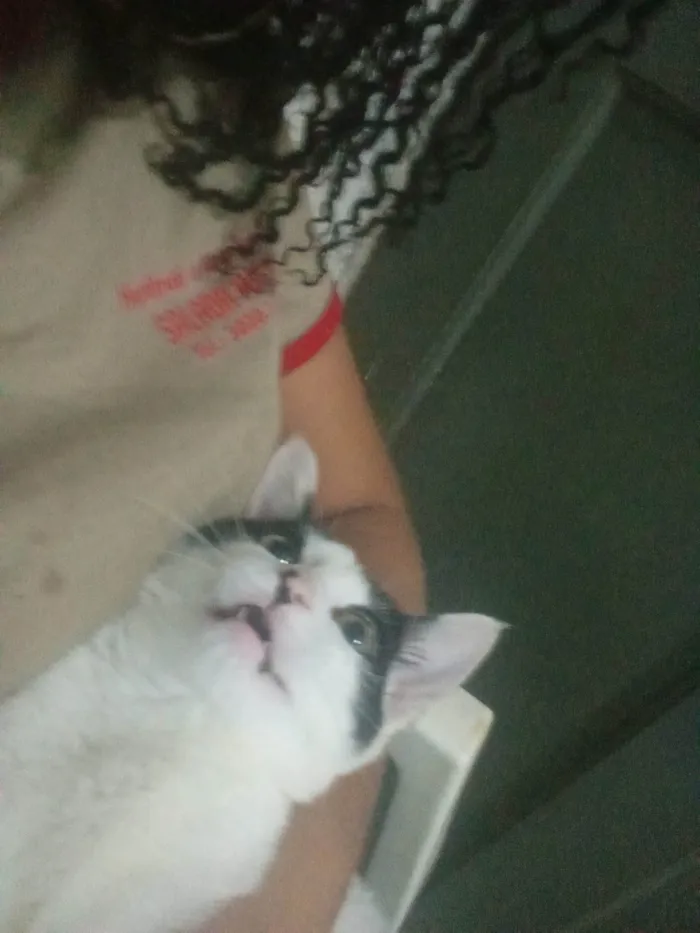 Gato ra a SRD-ViraLata idade 2 a 6 meses nome Kiara