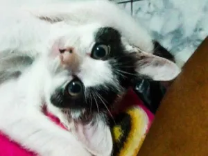 Gato raça SRD-ViraLata idade 2 a 6 meses nome Kiara