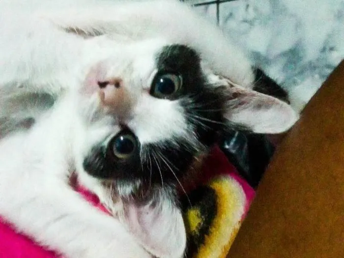 Gato ra a SRD-ViraLata idade 2 a 6 meses nome Kiara