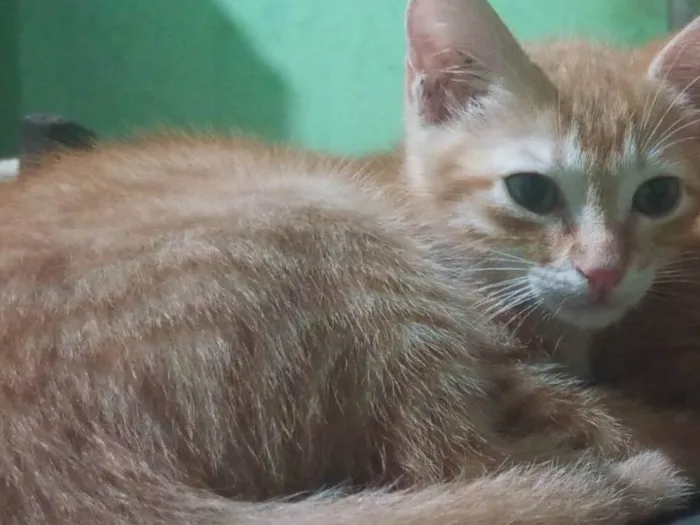 Gato ra a SRD-ViraLata idade 2 a 6 meses nome Não tem 