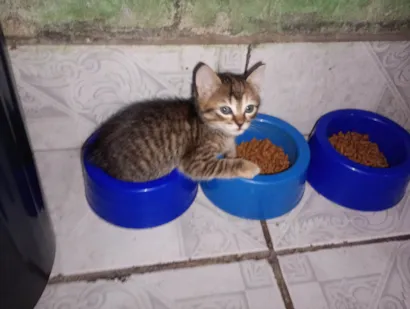 Gato raça SRD-ViraLata idade 2 a 6 meses nome Não tem 