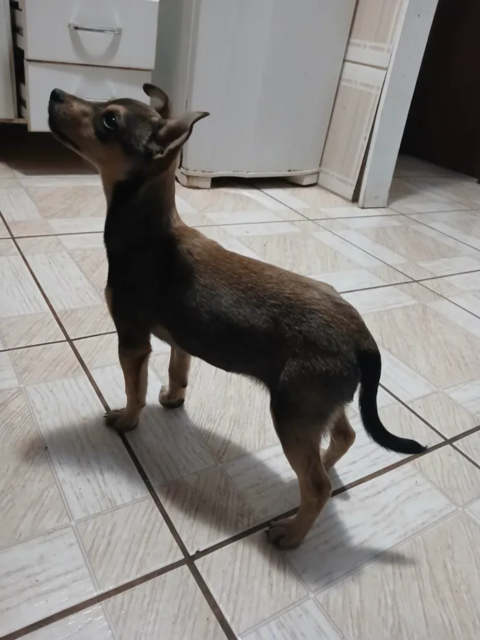 Cachorro ra a SRD-ViraLata idade 2 a 6 meses nome Paçoca 