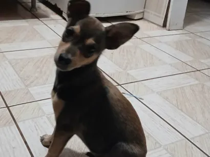 Cachorro raça SRD-ViraLata idade 2 a 6 meses nome Paçoca 