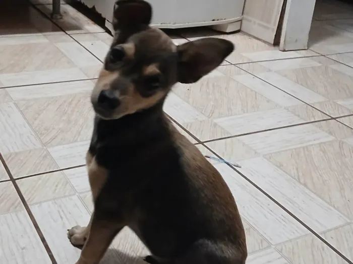 Cachorro ra a SRD-ViraLata idade 2 a 6 meses nome Paçoca 