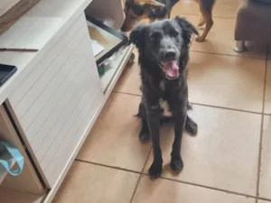 Cachorro raça SRD-ViraLata idade 1 ano nome Snoop