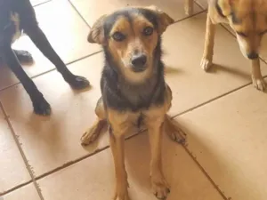 Cachorro raça SRD-ViraLata idade 1 ano nome Lala