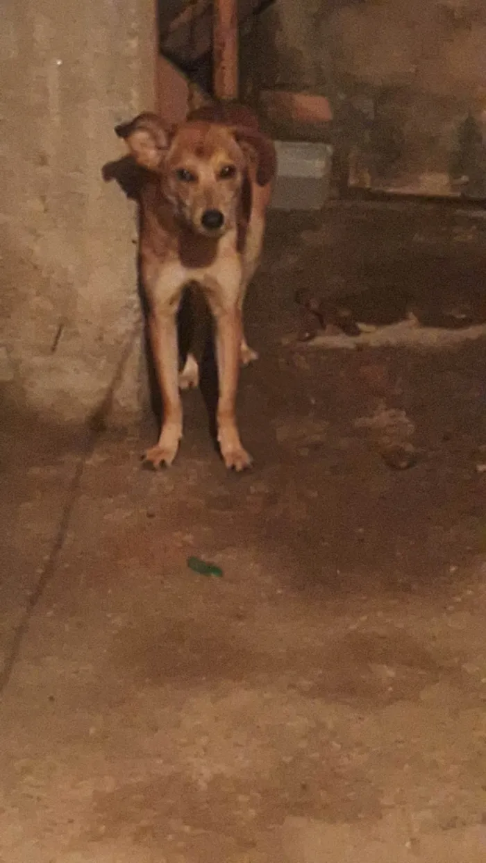 Cachorro ra a SRD-ViraLata idade 1 ano nome Caramelo 