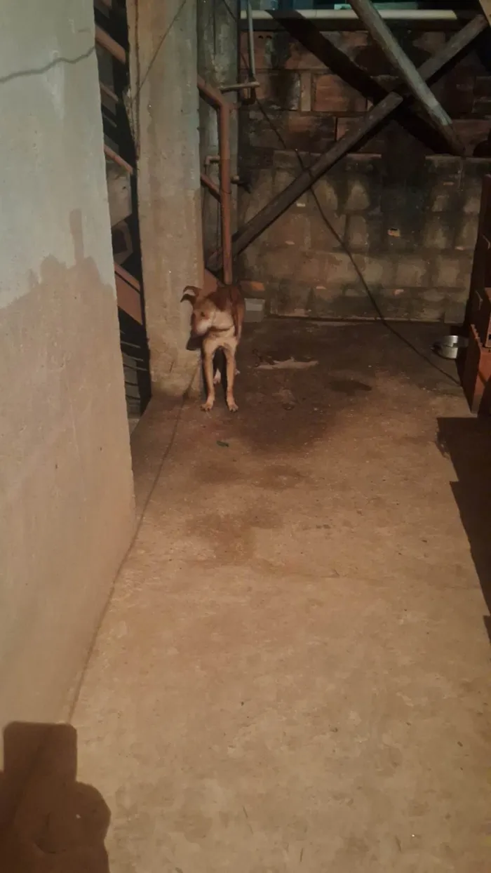 Cachorro ra a SRD-ViraLata idade 1 ano nome Caramelo 