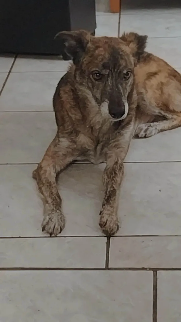 Cachorro ra a SRD-ViraLata idade 6 ou mais anos nome Coruja