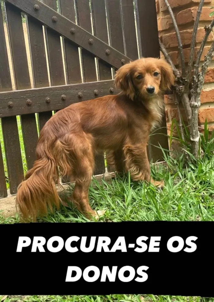 Cachorro ra a SRD-ViraLata idade 1 ano nome Encontrada BR 060