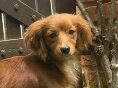 Cachorro raça SRD-ViraLata idade 1 ano nome Encontrada BR 060