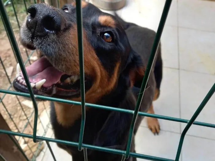 Cachorro ra a Rottweiler idade 6 ou mais anos nome Golt 